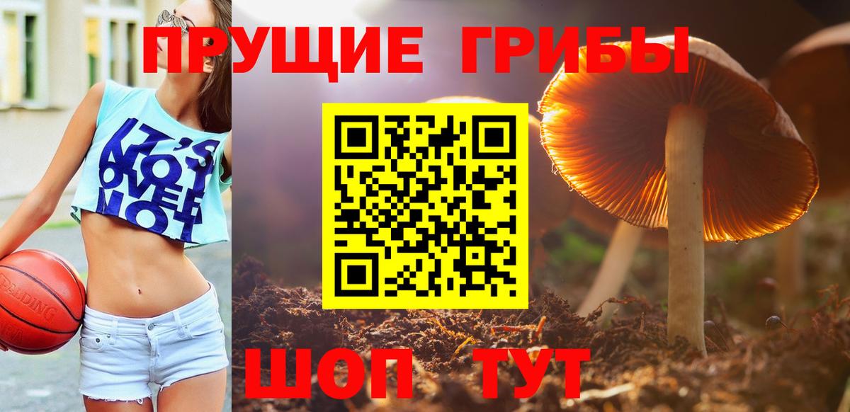 Галлюциногенные грибы Psilocybine cubensis Бирск
